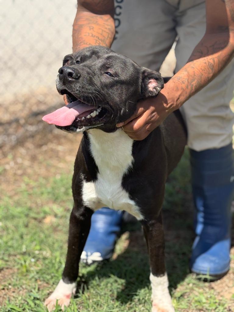 Yo-Yo, a Adoptable mixed breed in Effingham, SC image 3/4