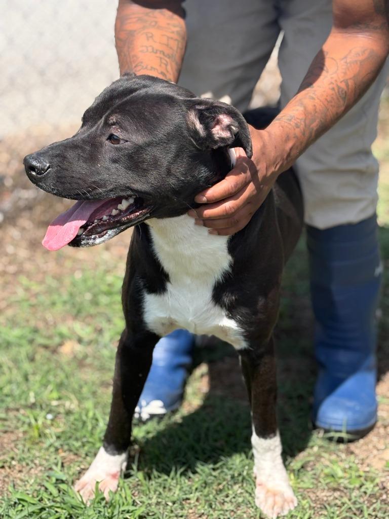 Yo-Yo, a Adoptable mixed breed in Effingham, SC image 4/4