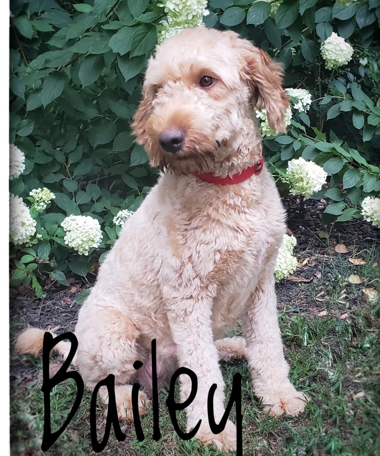 Bailey, Adoptable, Adult Female Goldendoodle.