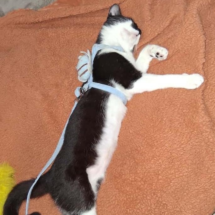 Bianca, a ADOPTABLE Domestic Short Hair in Hopkinton, MA image 3/4