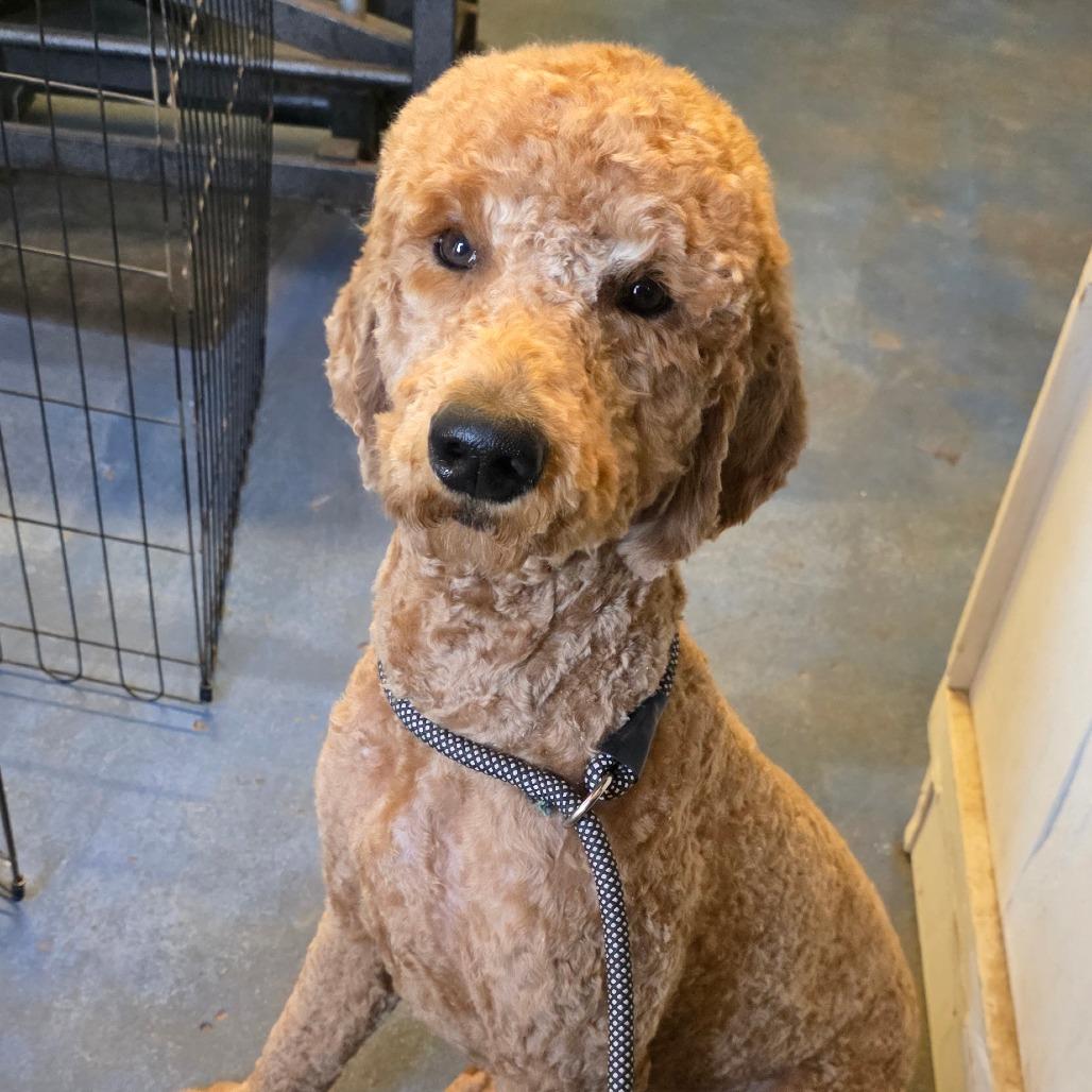 Yankee, Adoptable, Young Male Poodle & Golden Retriever.