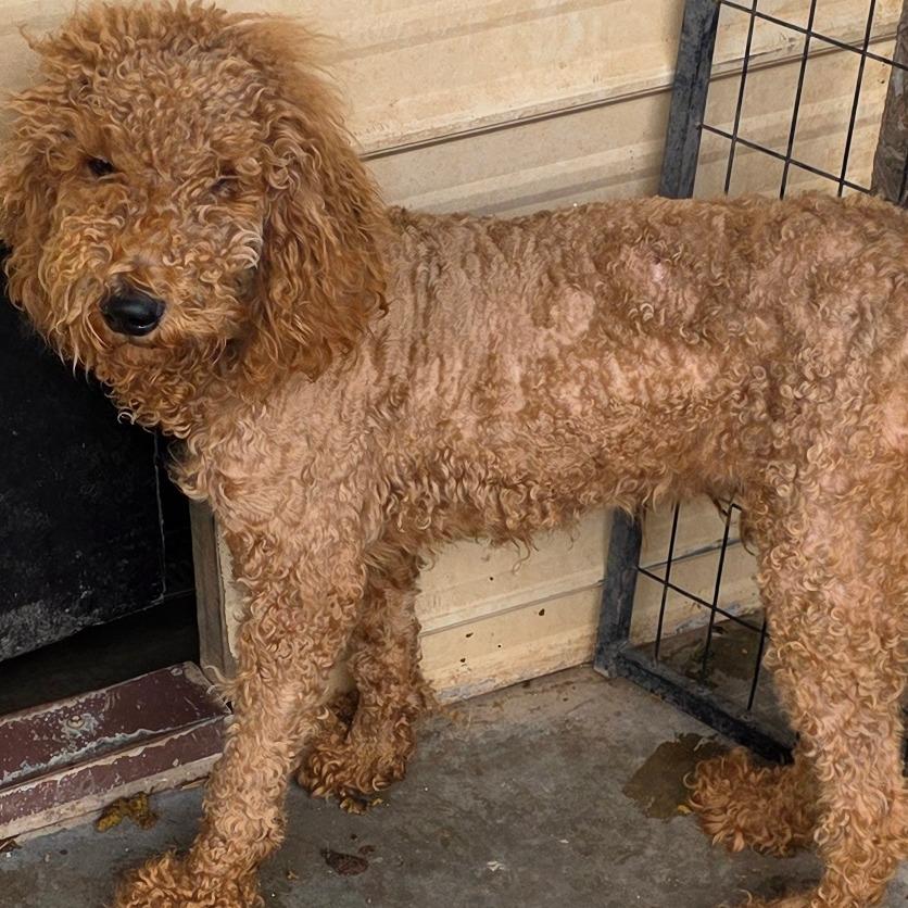 Enlarge Yankee, a Adoptable mixed breed in Goltry, OK image 2/6