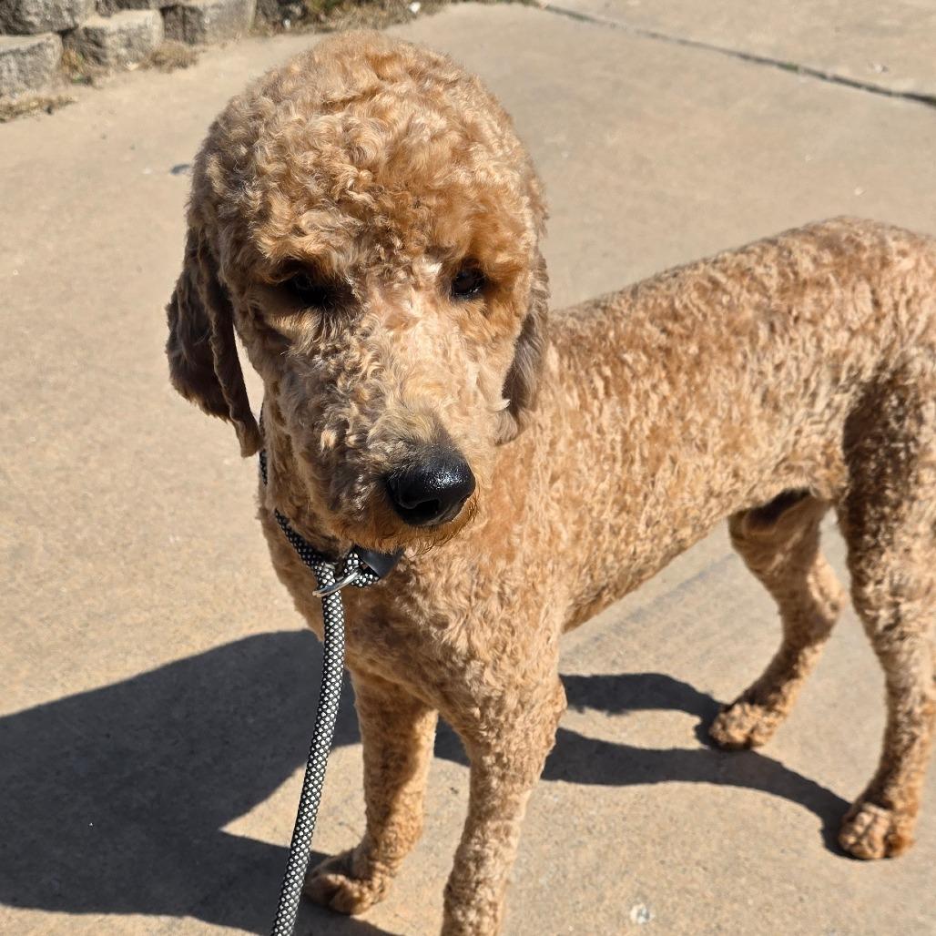 Enlarge Yankee, a Adoptable mixed breed in Goltry, OK image 3/6