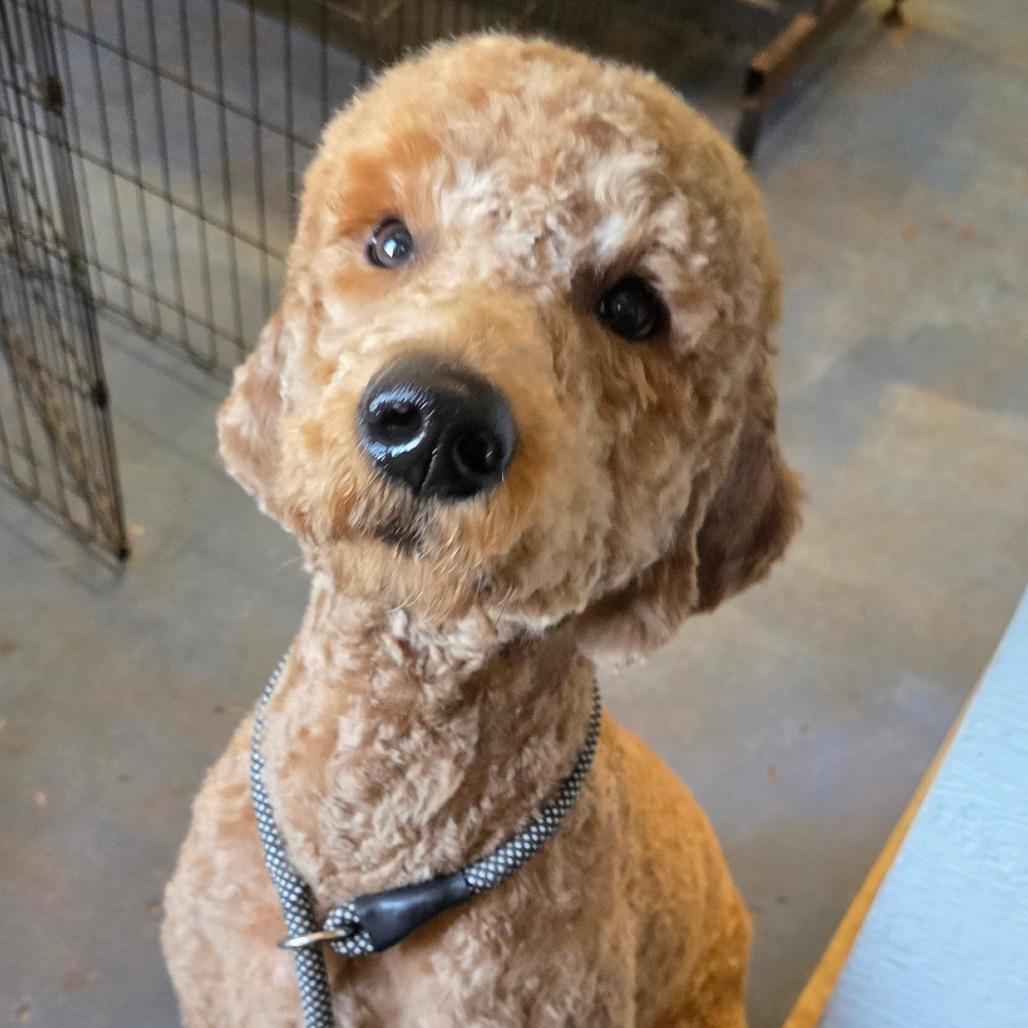 Enlarge Yankee, a Adoptable mixed breed in Goltry, OK image 4/6