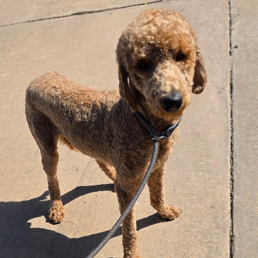 Enlarge Yankee, a Adoptable mixed breed in Goltry, OK image 5/6