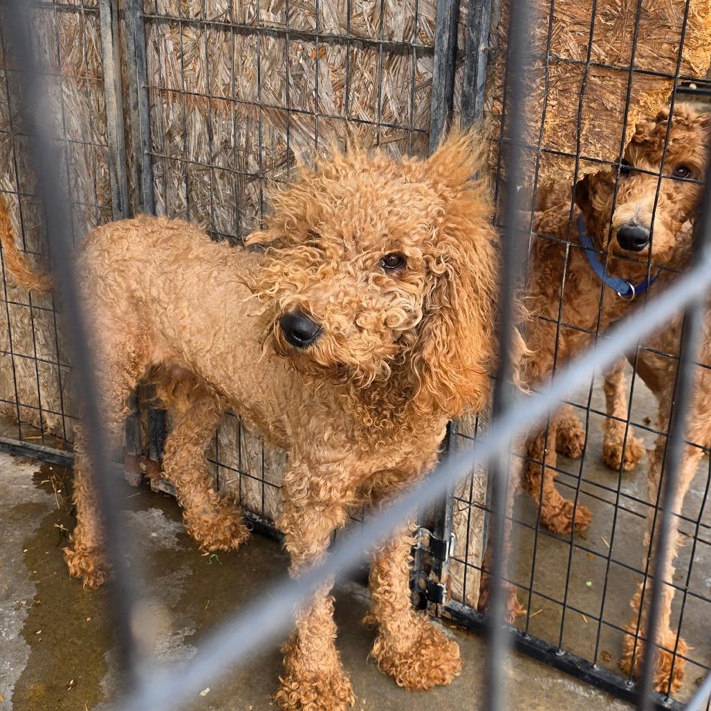 Enlarge Yankee, a Adoptable mixed breed in Goltry, OK image 6/6