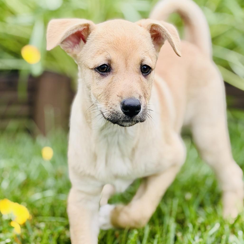 Almond, a Adoptable mixed breed in La Grange, KY image 2/6