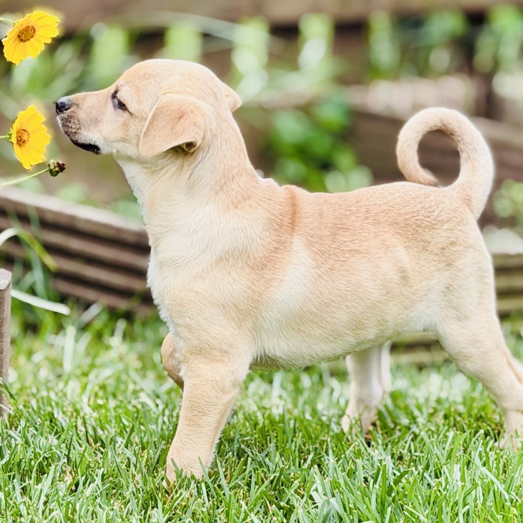 Almond, a Adoptable mixed breed in La Grange, KY image 3/6