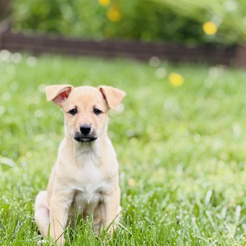 Almond, a Adoptable mixed breed in La Grange, KY image 4/6