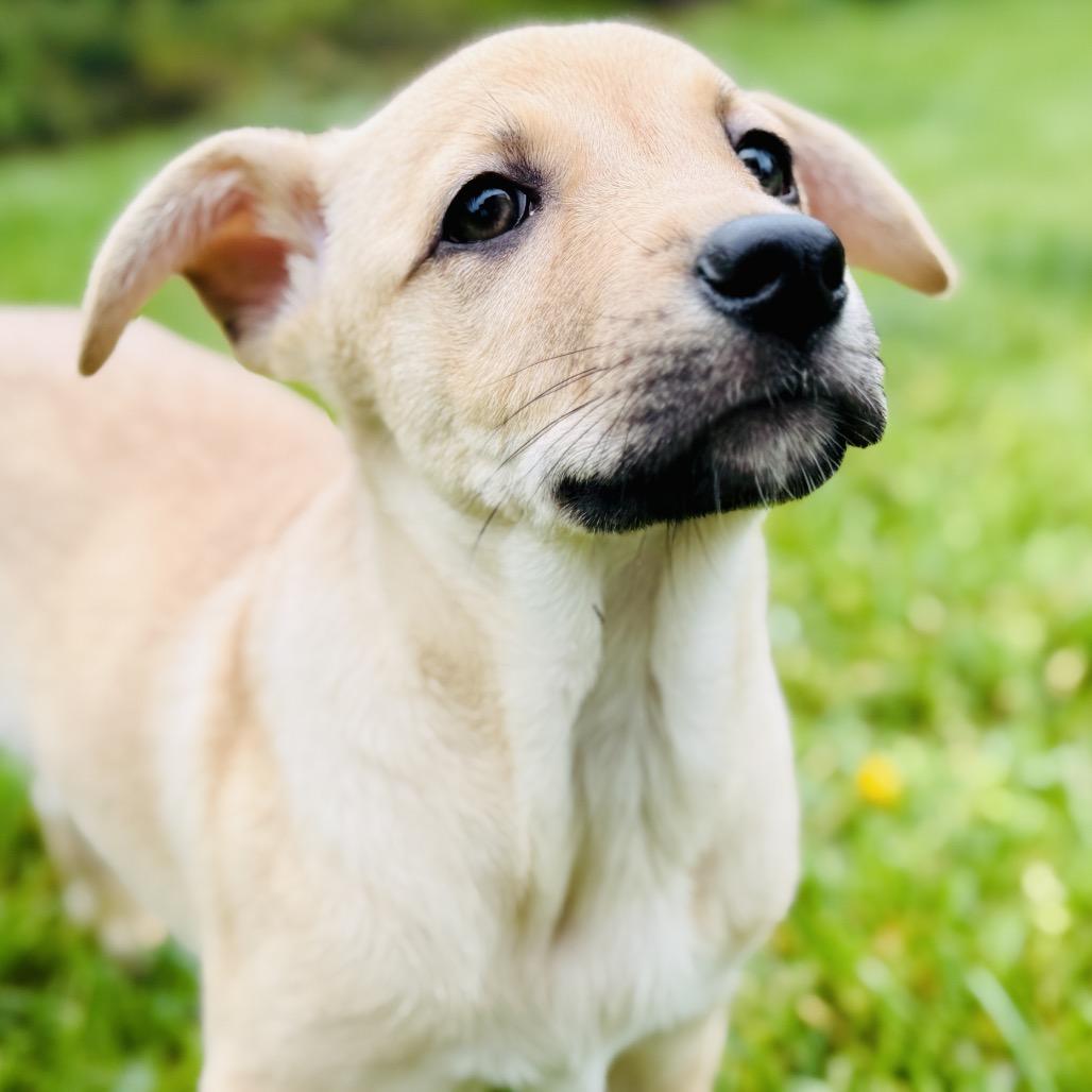 Almond, a Adoptable mixed breed in La Grange, KY image 5/6