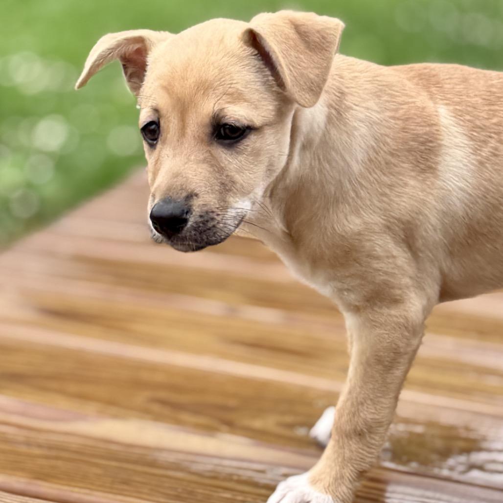 Almond, a Adoptable mixed breed in La Grange, KY image 6/6