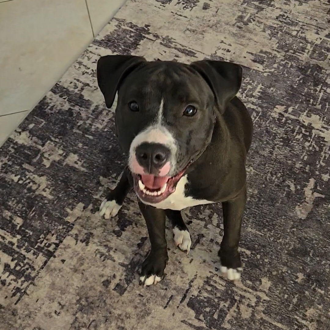 Trixie, adoptable, Young Female Mixed Breed.