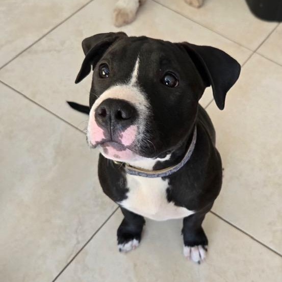 Enlarge Trixie, a ADOPTABLE Mixed Breed in LEHIGH ACRES, FL image 1/4