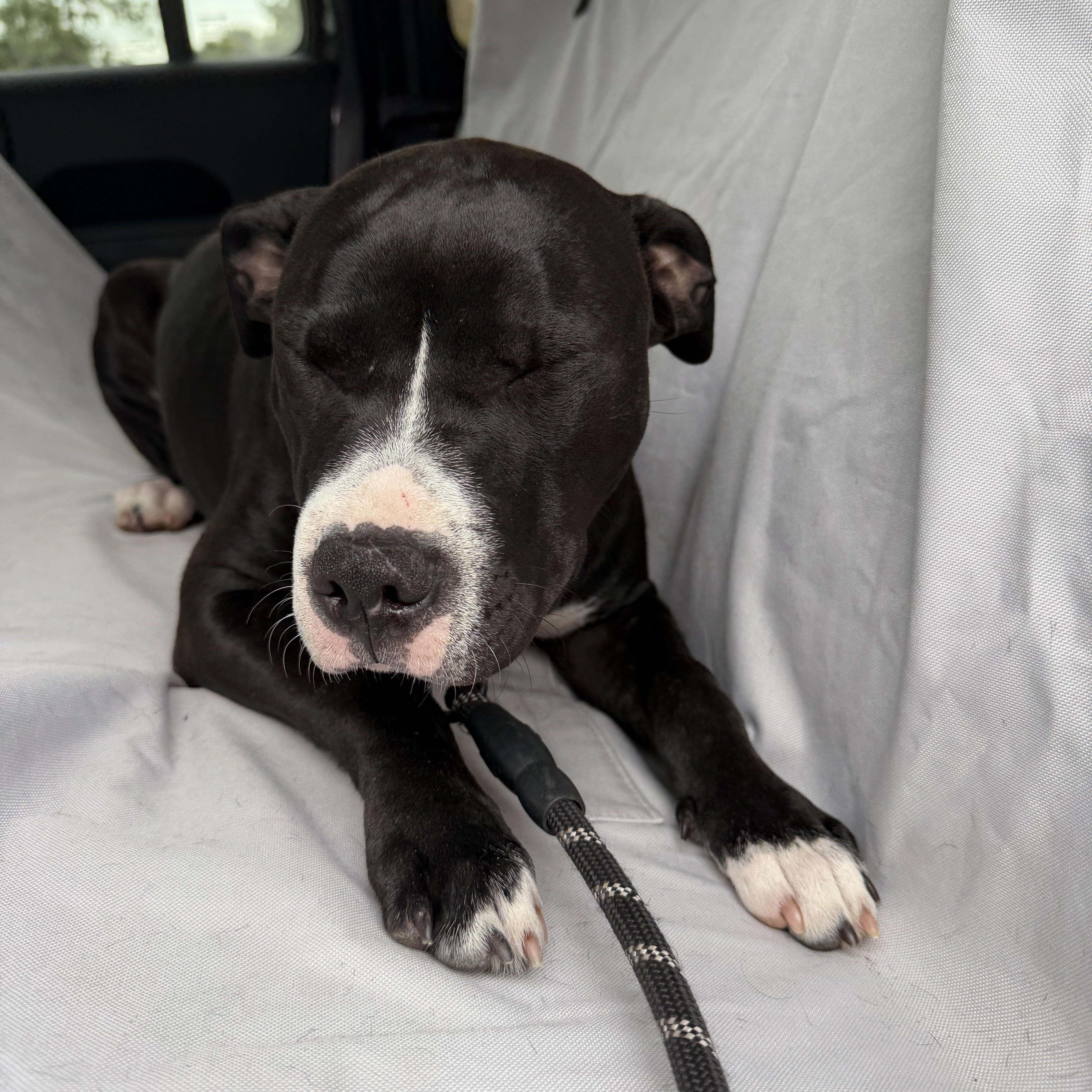 Trixie, an adoptable Mixed Breed in LEHIGH ACRES, FL image 5/6
