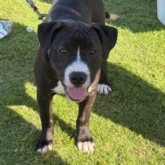 Enlarge Trixie, a ADOPTABLE Mixed Breed in LEHIGH ACRES, FL image 5/6