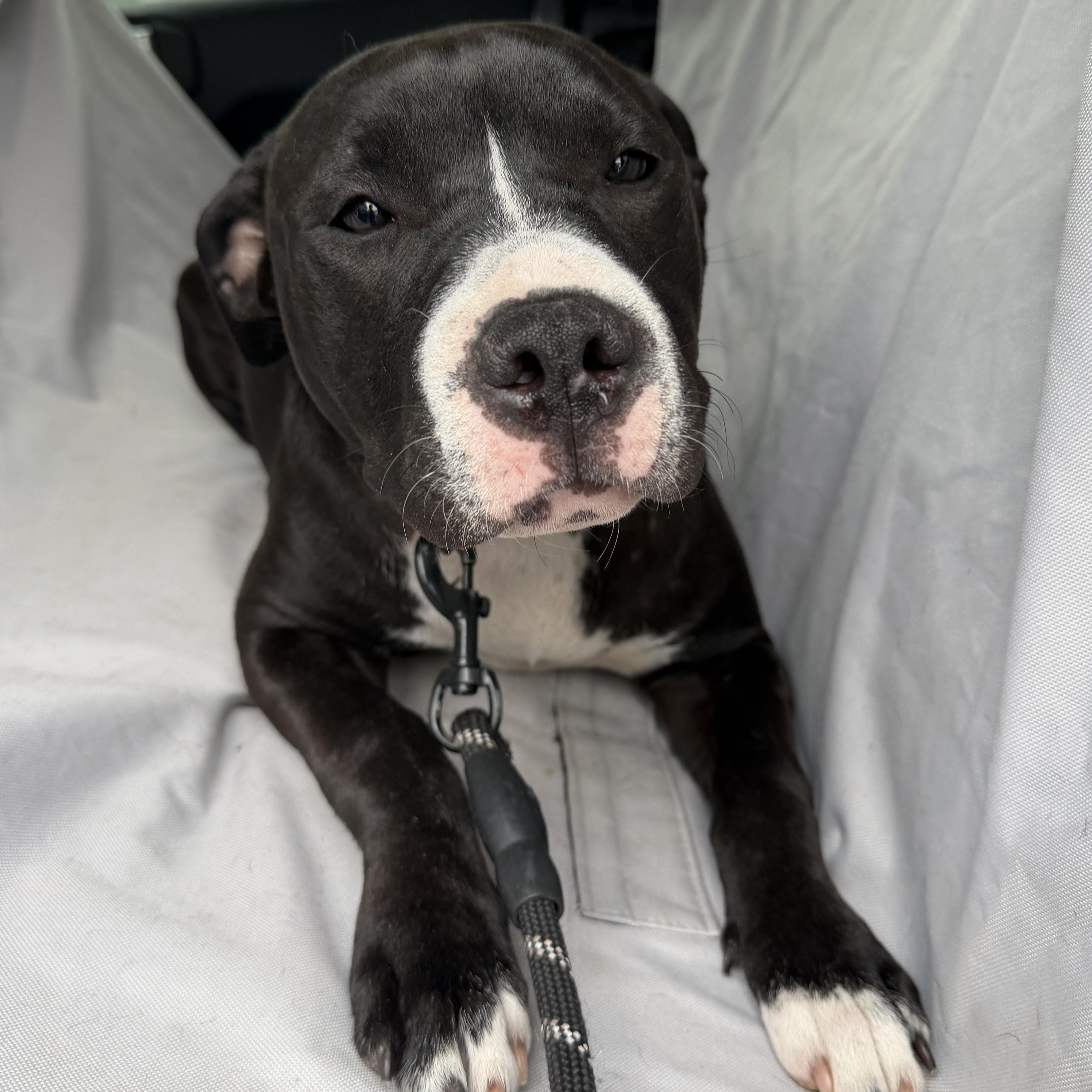 Trixie, adoptable, Young Female Mixed Breed.