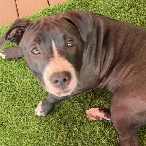 Trixie, a ADOPTABLE Mixed Breed in LEHIGH ACRES, FL image 6/6