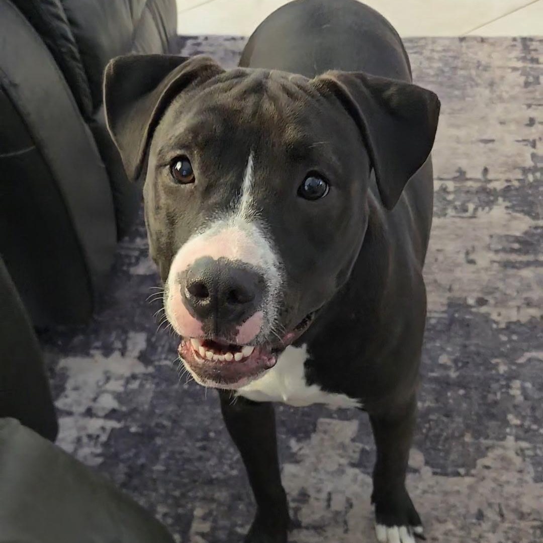 Trixie, an adoptable Mixed Breed in LEHIGH ACRES, FL image 6/6