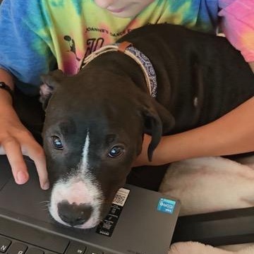 Enlarge Trixie, a ADOPTABLE Mixed Breed in LEHIGH ACRES, FL image 4/4