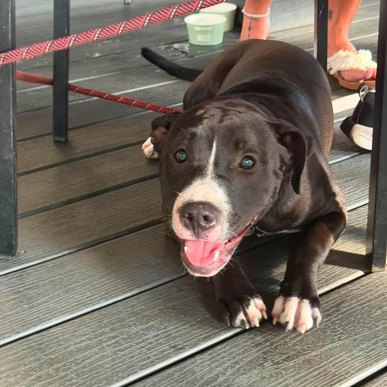 Trixie, an adoptable Mixed Breed in LEHIGH ACRES, FL image 6/6