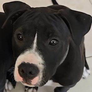 Trixie, adoptable, Young Female Mixed Breed.