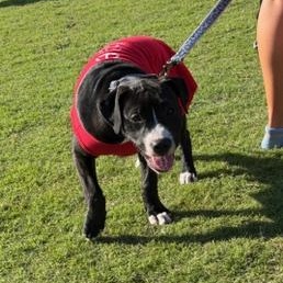 Enlarge Trixie, a ADOPTABLE Mixed Breed in LEHIGH ACRES, FL image 6/6