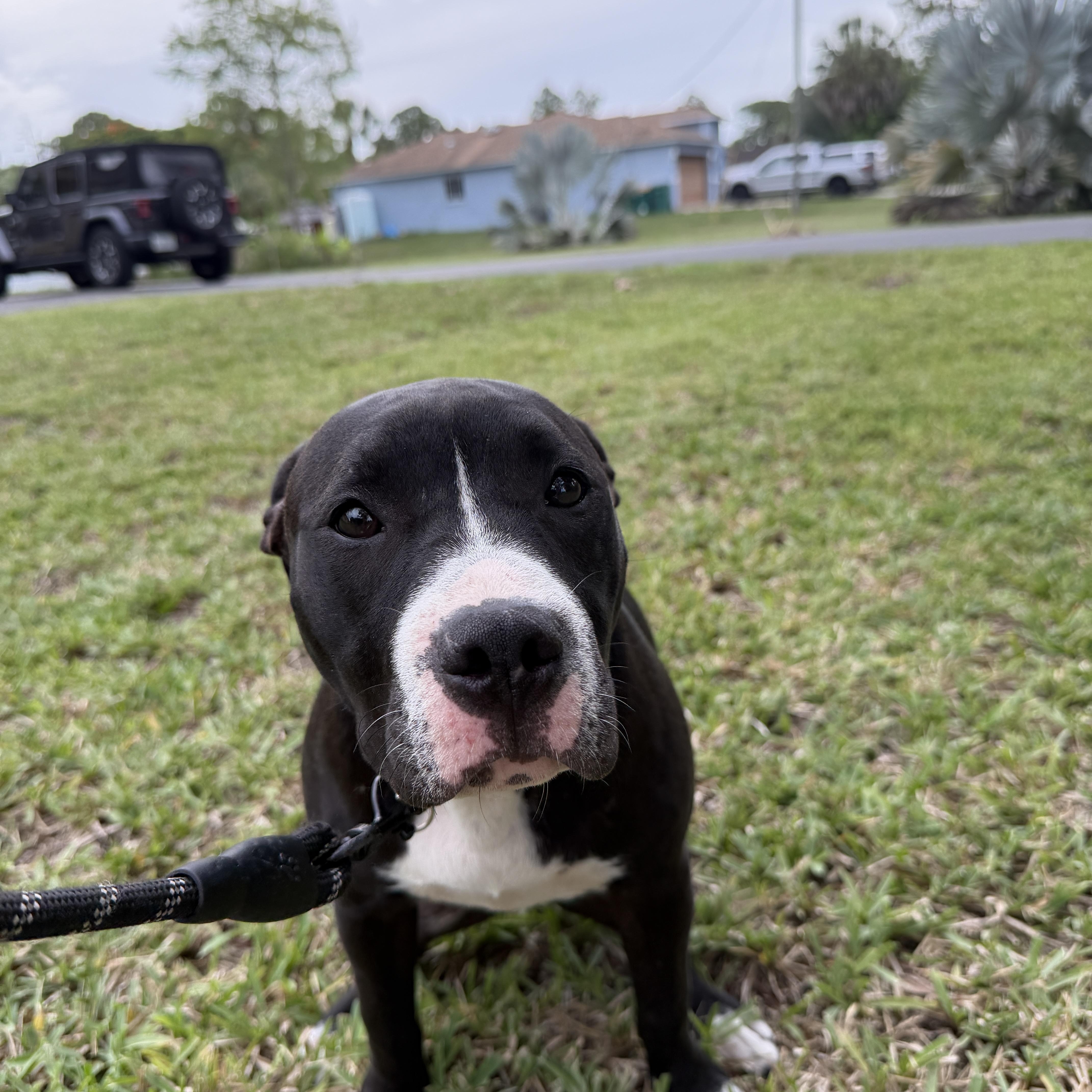 Trixie, an adoptable Mixed Breed in LEHIGH ACRES, FL image 6/6