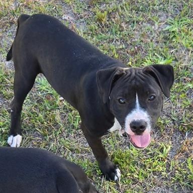 Enlarge Trixie, a ADOPTABLE Mixed Breed in LEHIGH ACRES, FL image 3/4