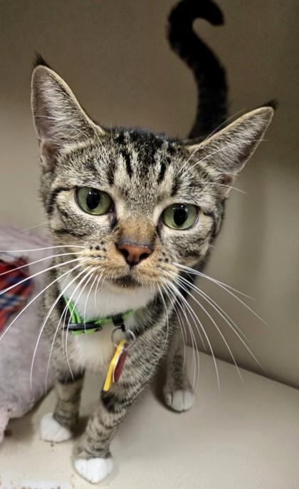 Kai, Adoptable, Adult Female Domestic Short Hair.