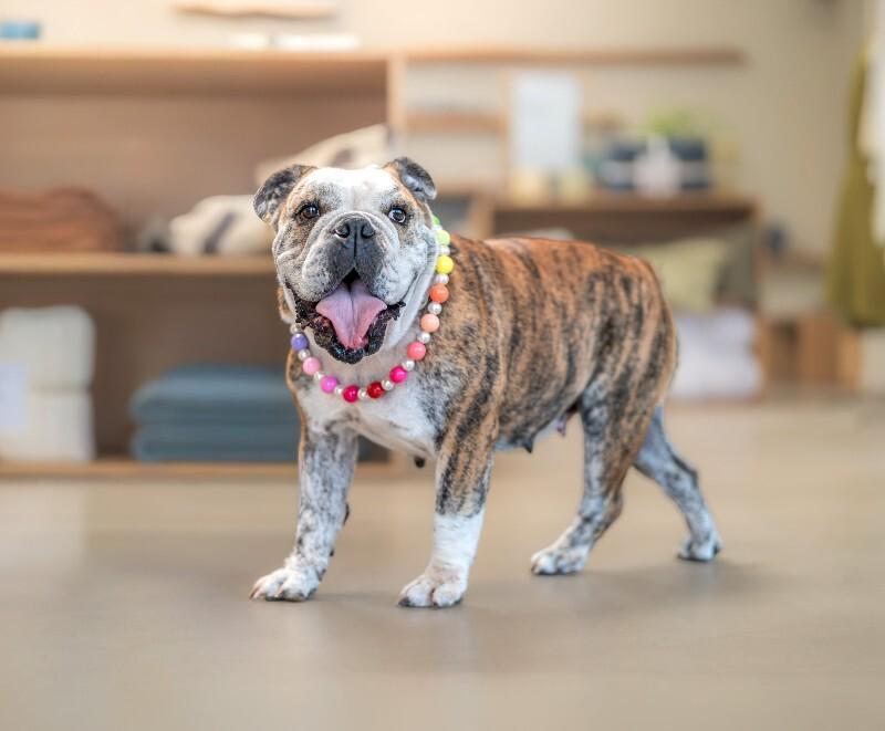 Melon, Adoptable, Adult Female American Bulldog.