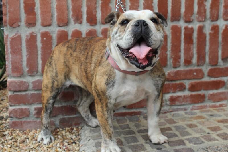 Melon, a Adoptable American Bulldog in Valley Village, CA image 1/6