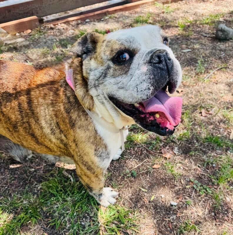Melon, a Adoptable American Bulldog in Valley Village, CA image 1/3