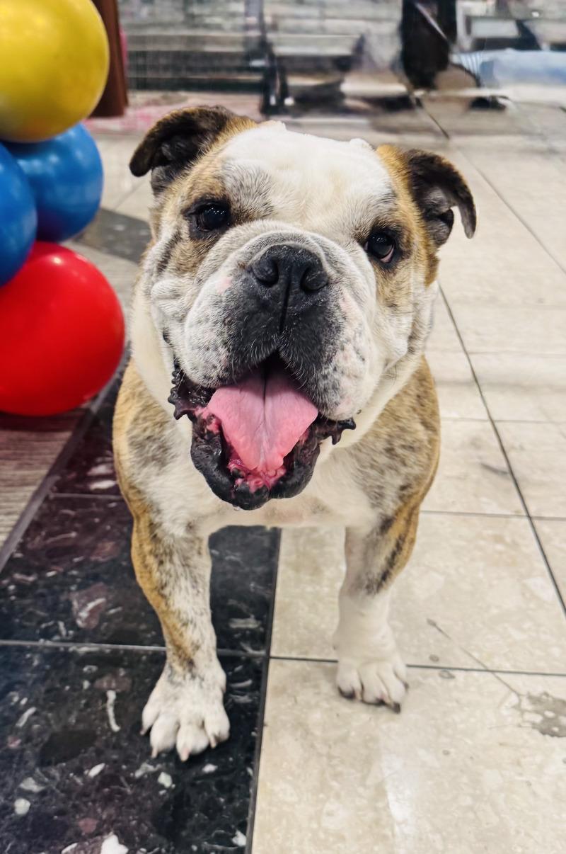 Melon, Adoptable, Adult Female American Bulldog.