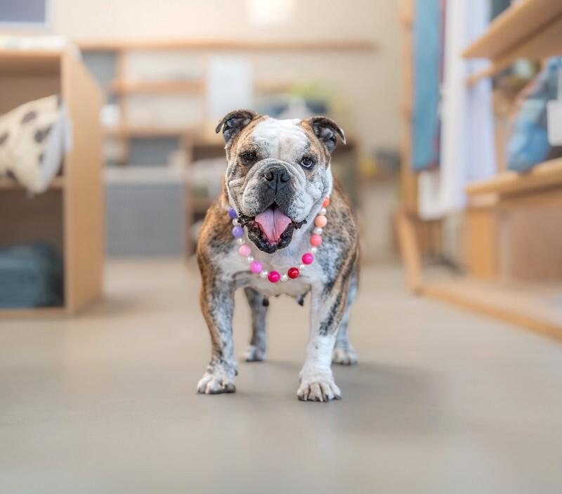 Enlarge Melon, a Adoptable American Bulldog in Valley Village, CA image 3/6