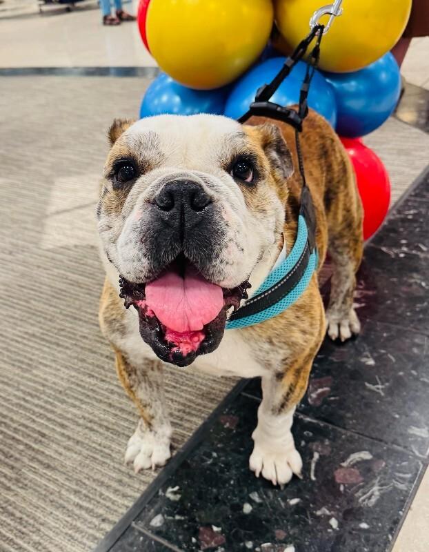 Enlarge Melon, a Adoptable American Bulldog in Valley Village, CA image 2/6