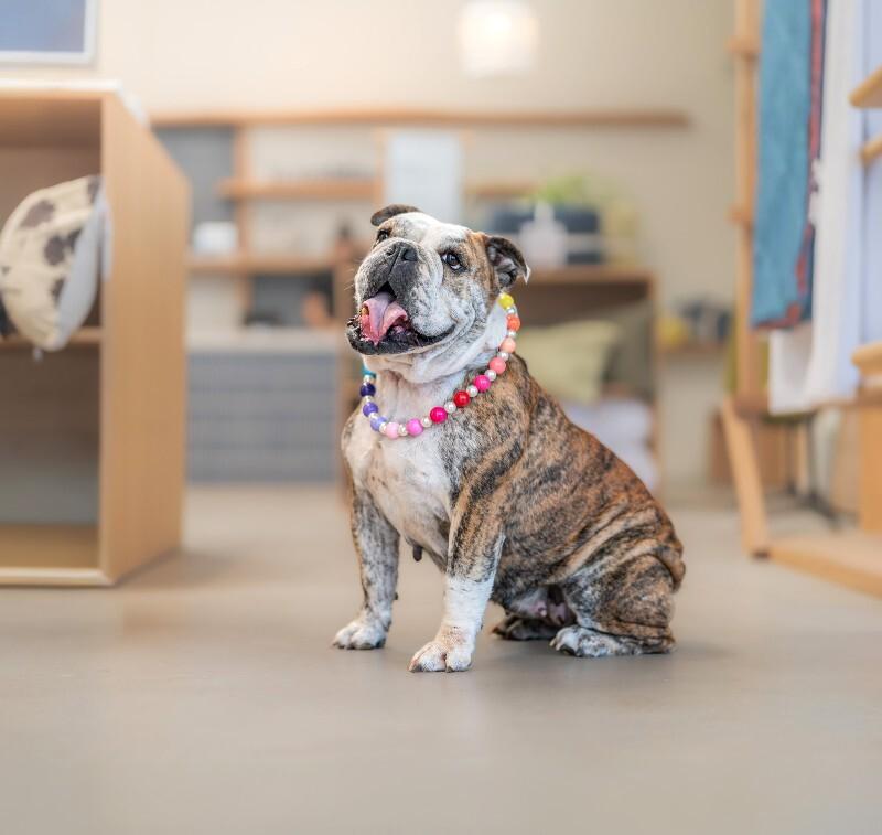 Enlarge Melon, a Adoptable American Bulldog in Valley Village, CA image 4/6