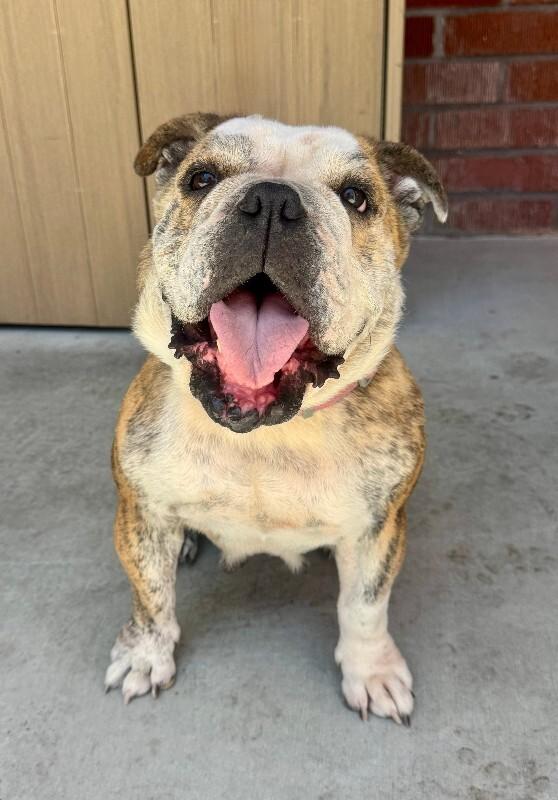 Enlarge Melon, a Adoptable American Bulldog in Valley Village, CA image 3/6