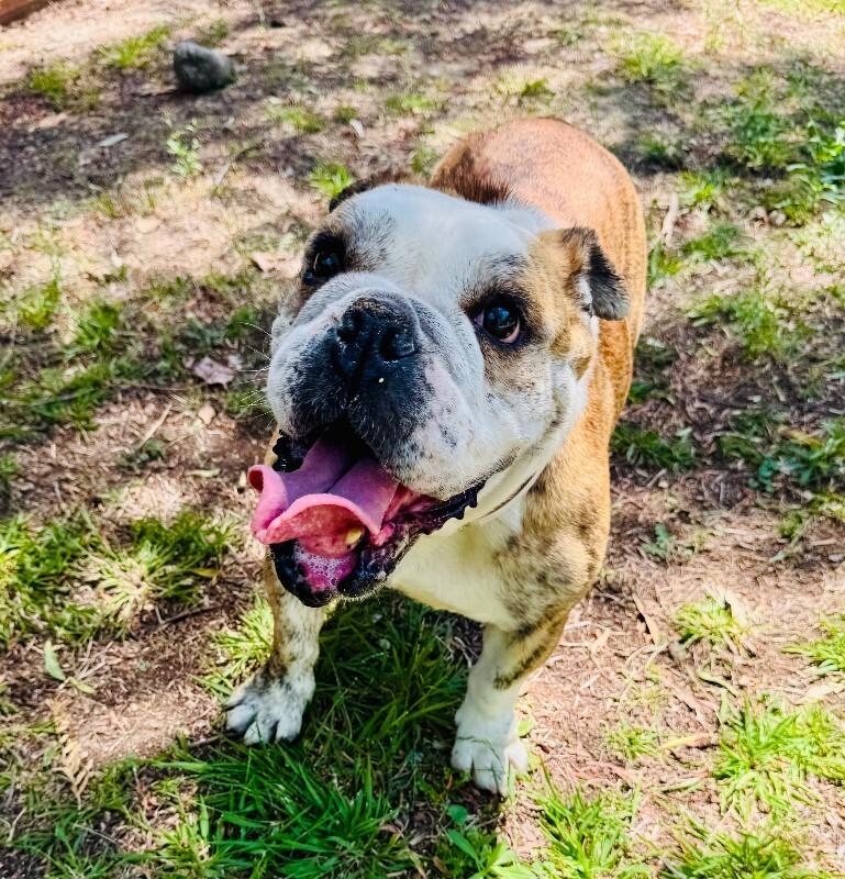 Melon, a Adoptable American Bulldog in Valley Village, CA image 2/3