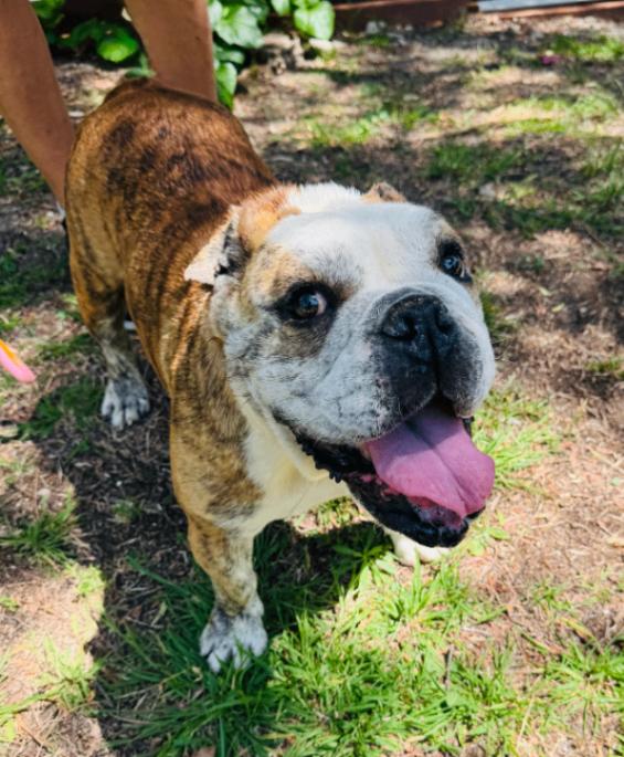 Melon, a Adoptable American Bulldog in Valley Village, CA image 3/3
