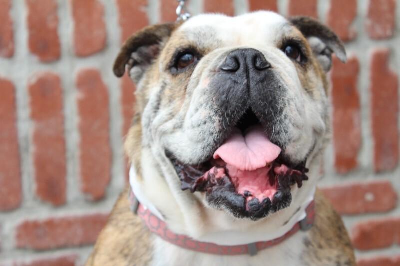 Melon, a Adoptable American Bulldog in Valley Village, CA image 5/6