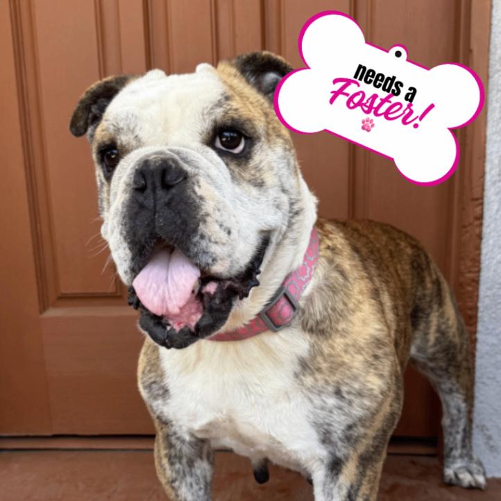 Melon, a Adoptable American Bulldog in Valley Village, CA image 6/6