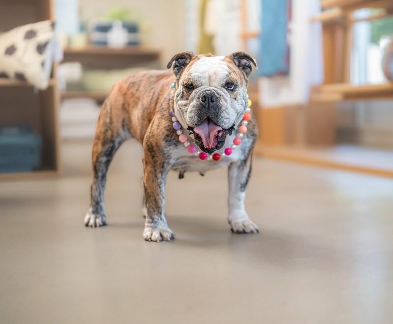 Enlarge Melon, a Adoptable American Bulldog in Valley Village, CA image 6/6