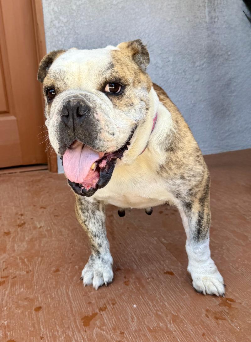 Enlarge Melon, a Adoptable American Bulldog in Valley Village, CA image 4/5