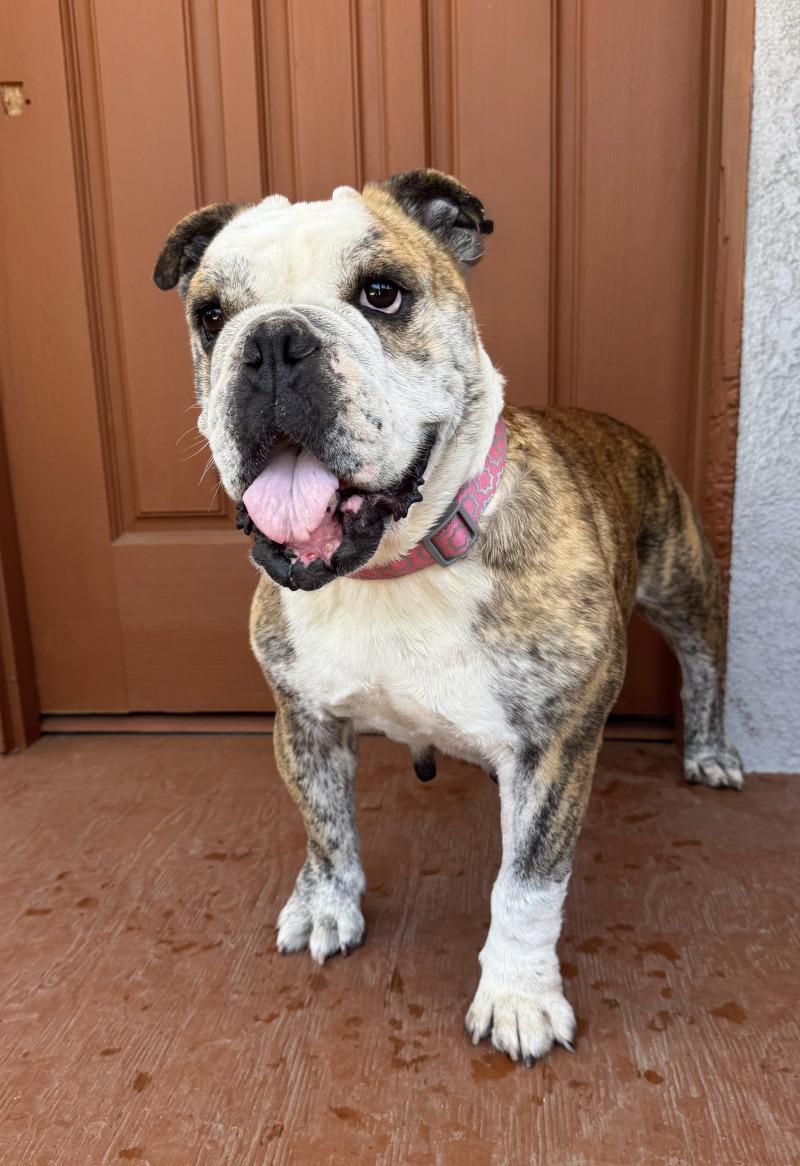 Enlarge Melon, a Adoptable American Bulldog in Valley Village, CA image 5/5
