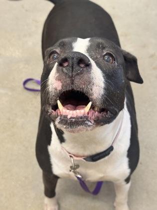 Enlarge Fergie, a ADOPTABLE mixed breed in Cleveland, OH image 3/6