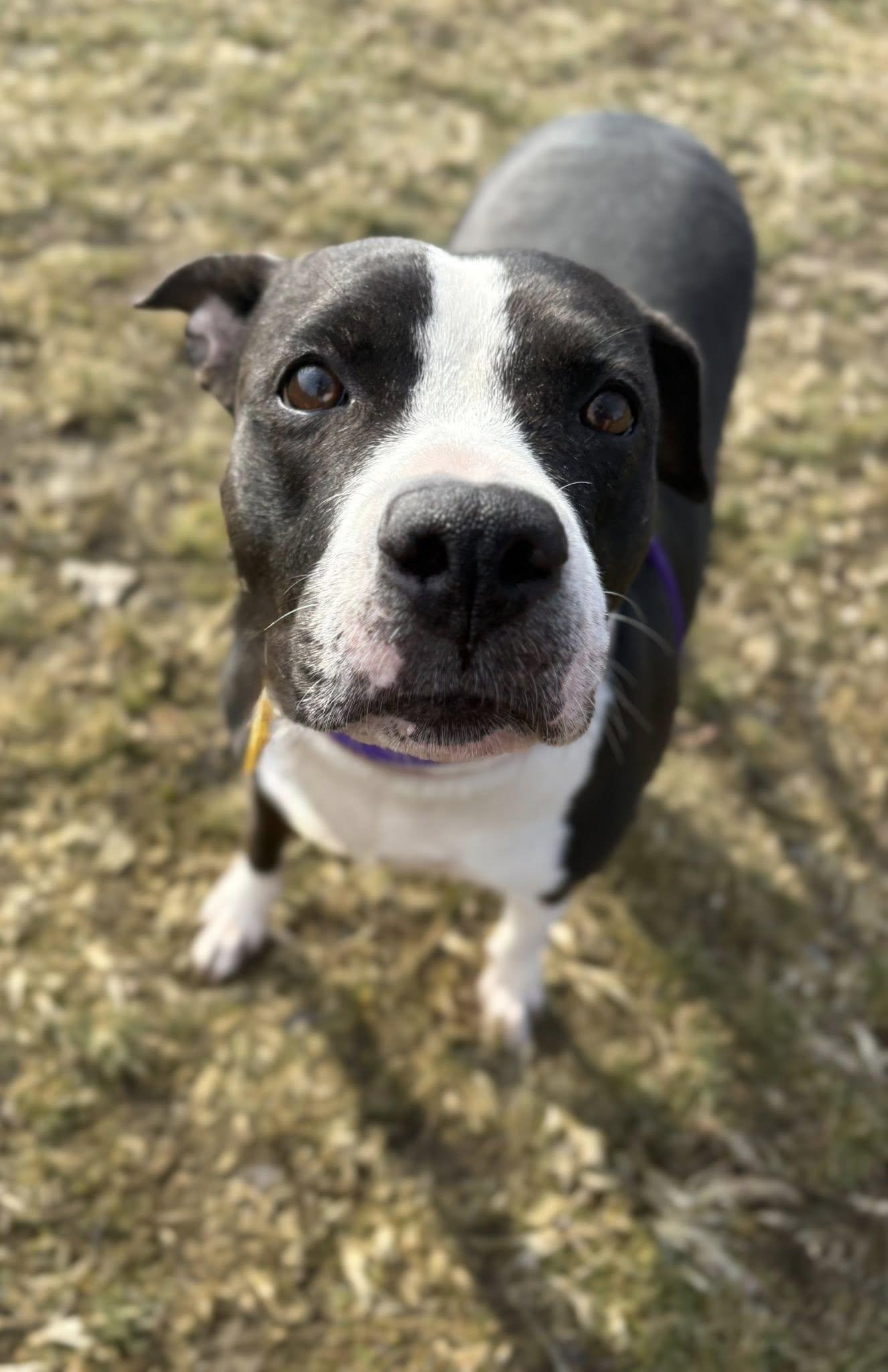 Enlarge Fergie, a ADOPTABLE mixed breed in Cleveland, OH image 1/6