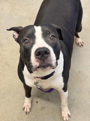Enlarge Fergie, a ADOPTABLE mixed breed in Cleveland, OH image 4/6
