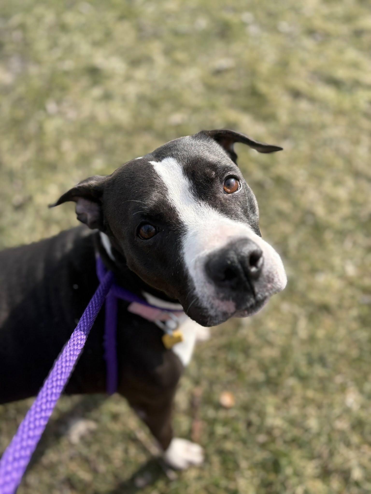 Enlarge Fergie, a ADOPTABLE mixed breed in Cleveland, OH image 6/6