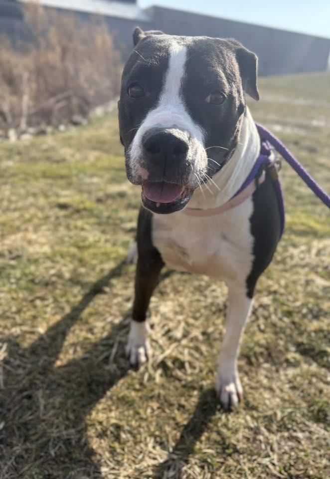 Enlarge Fergie, a ADOPTABLE mixed breed in Cleveland, OH image 5/6