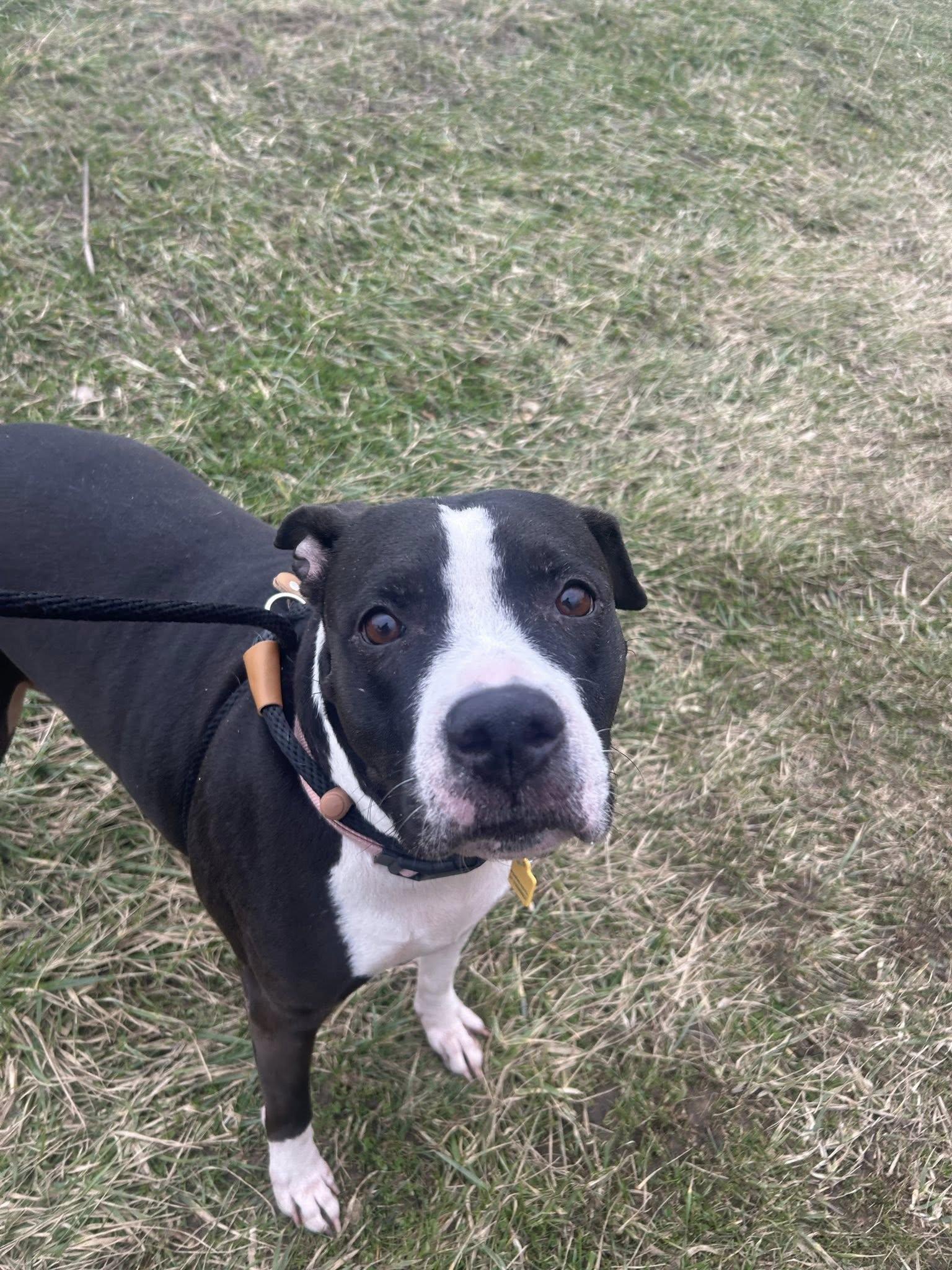 Enlarge Fergie, a ADOPTABLE mixed breed in Cleveland, OH image 2/6